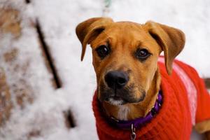 jovem cachorrinho olha para cima durante o inverno enquanto usava suéter vermelho foto