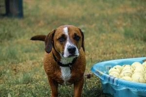 rosten o cão dachshund mix fica ao lado de bolas de tênis foto