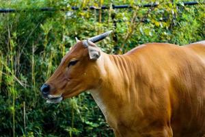 vaca banteng olhando para os visitantes no zoológico de missouri foto
