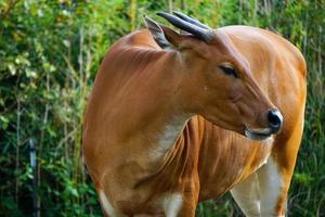 vista de perfil da vaca banteng foto