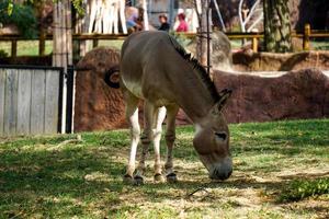 burro selvagem africano pasta na grama foto