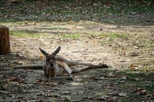 canguru vermelho repousa no chão no zoológico foto
