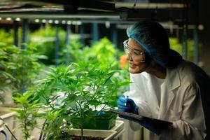 mulher cientista na fazenda de cannabis com uma planta de cannabis com lindas folhas cultivadas em uma planta. verificando a integridade dos caules e folhas. foto