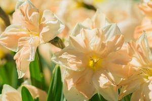 flores de narciso florescendo tenras de cor de pêssego no jardim primavera foto