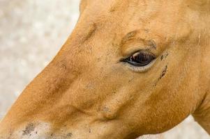 cavalo przewalski no zoológico. cavalo selvagem asiático equus ferus przewalskii foto