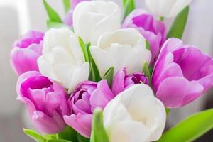 tulipas florescendo brancas e roxas. fundo floral foto