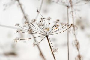 planta de conio seca no inverno foto