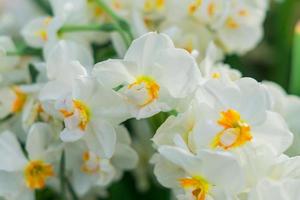 tenras flores de narciso branco desabrochando no jardim primavera foto