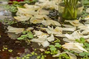 queda de pétalas de flor de peônia foto