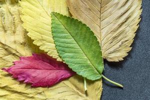 textura de fundo de folhas de outono coloridas foto