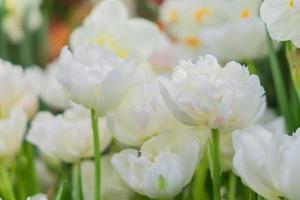 close-up de tulipas brancas florescendo no jardim primavera foto