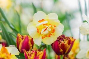 brilhante florescendo narciso e tulipas no buquê de primavera foto