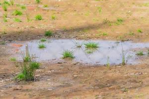 grande poça suja no campo com grama verde foto