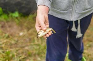 crucian na mão de criança foto