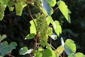 uma rica colheita de uvas para vinho no jardim da fazenda coletiva. foto