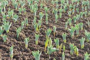 canteiro de tulipas jovens no início da primavera foto