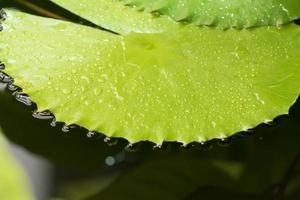 folhas de nenúfar flutuam na superfície da água no jardim foto