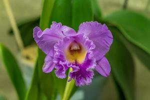 closeup de orquídea roxa foto