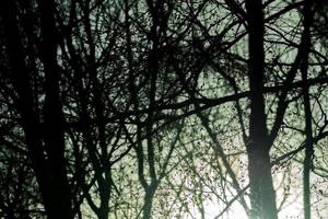 floresta escura assustadora com luz solar, fundo místico foto