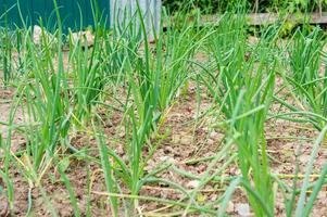 cultivo de cebola na fazenda foto