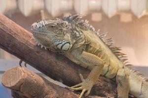 retrato de iguana descansando em galho em terraruim foto