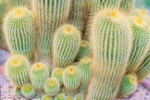 marnmillaria zeilmanniana, close-up de cactos exóticos foto