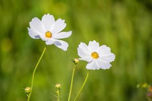 lindas flores do cosmos. foto