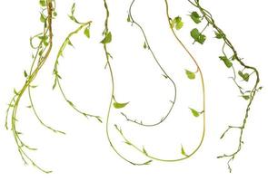 planta de videira da natureza, planta de coleta de folhas de hera isolada no fundo branco, traçado de recorte incluído. foto