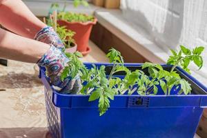 plantas de tomate jovens prontas para serem replantadas na casa verde. foto