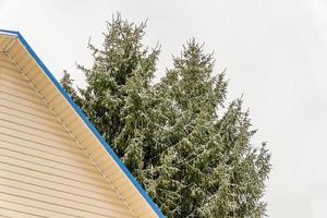 abetos vermelhos cobertos de neve atrás da casa na zona rural foto