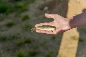 homem segurando um pequeno peixe na mão foto