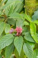 flor de pluma brasileira. jacobinia carnea. foto