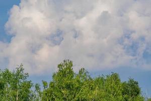topo da floresta de bétulas e céu azul com nuvens fofas foto