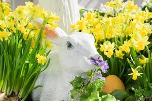 coelho de gesso branco em narciso foto