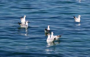 gaivotas no céu sobre o mar. foto