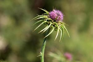 uma planta de cardo espinhoso em uma clareira da floresta no norte de israel. foto