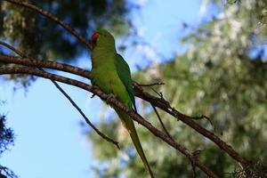 um papagaio verde senta-se em uma árvore. foto