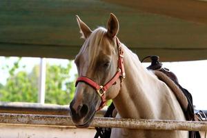 cavalo no estábulo em Israel. foto