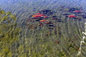 um bando de pequenos peixes vermelhos em um lago de água doce. foto