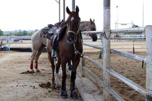 cavalo no estábulo em Israel. foto