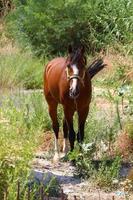 cavalo no estábulo em Israel. foto