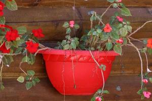 plantas verdes e flores crescem em um vaso de flores foto