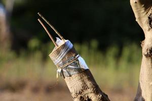 nova enxertia de estacas em oliveiras. foto