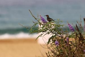 flores de verão em um parque da cidade no norte de israel. foto