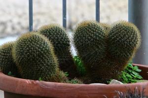 plantas verdes e flores crescem em um vaso de flores foto