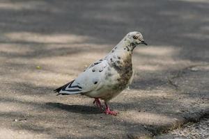 retrato do pombo na estrada olhando para a câmera foto