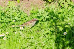 pássaro pardal sentado na grama verde e pequenas flores brancas foto