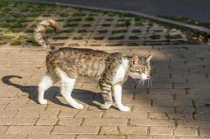 gato selvagem andando na calçada foto