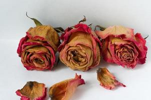 rosas secas em fundo branco foto