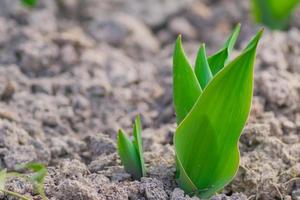 folhas verdes jovens de flovers de tulipa. início da primavera foto